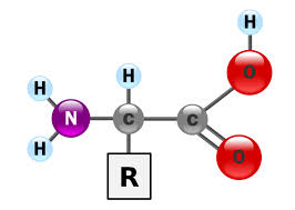 tong-hop-li-thuyet-va-bai-tap-chuyen-de-amin-amino-axit-6