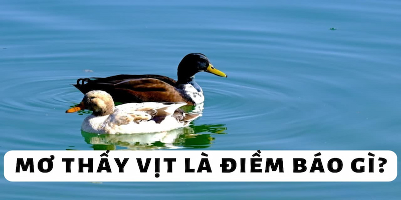 nam-mo-thay-vit-so-gan-voi-giac-mo-theo-giai-ma-tu-789f-4554