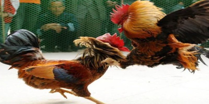 da-ga-hap-dn-789bet-va-cach-cuoc-moi-nhat-nam-2025-4917