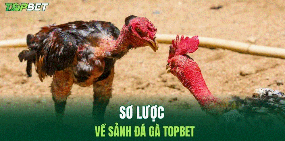 da-ga-topbet--trai-nghiem-giai-tri-dinh-cao-va-co-hoi-chien-thang-lon-4951