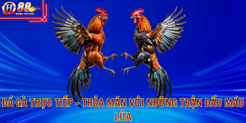 da-ga-truc-tiep-thoa-man-voi-nhung-tran-dau-mau-lua-5486