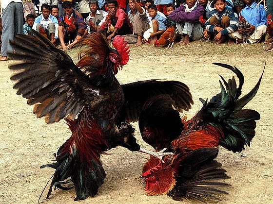 hinh-anh-cham-soc-ga-choi-bi-quyet-nuoi-duong-va-phat-trien-suc-manh-cho-chien-ke-cua-ban-4318-0