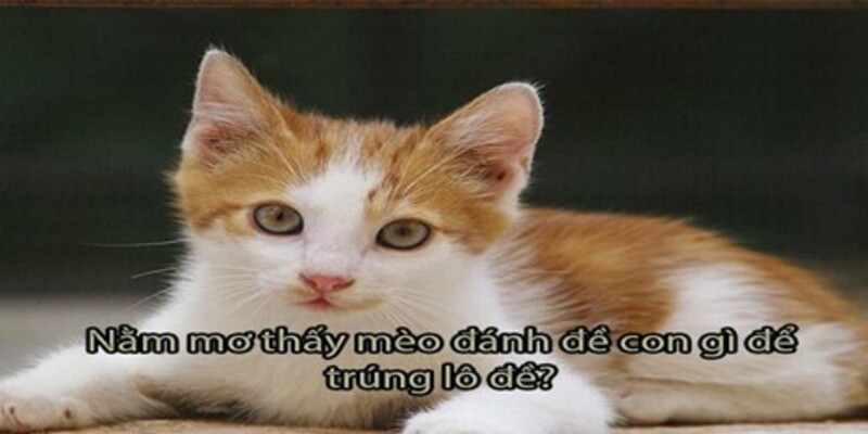hinh-anh-giai-ma-giac-mo-thay-meo-diem-bao-may-man-hay-rui-ro-5209-0