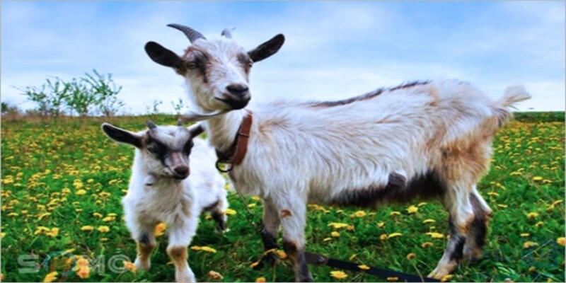 hinh-anh-giai-ma-giac-mo-thay-de-bi-mat-con-so-may-man-5210-0