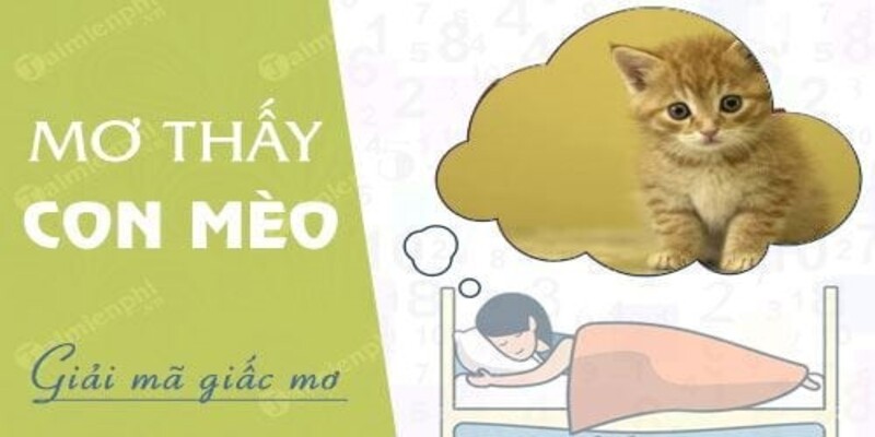 hinh-anh-giai-ma-giac-mo-thay-meo-diem-bao-may-man-hay-rui-ro-5209-1