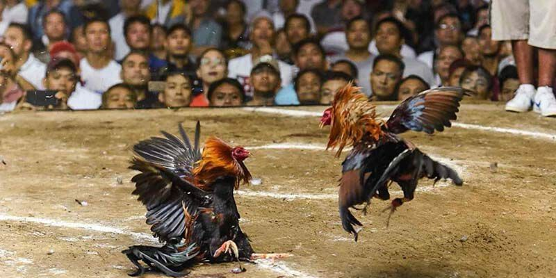 hinh-anh-cuoc-doi-dau-nghet-tho-tu-chien-ke-da-ga-cua-sat-tai-nohu-3991-0