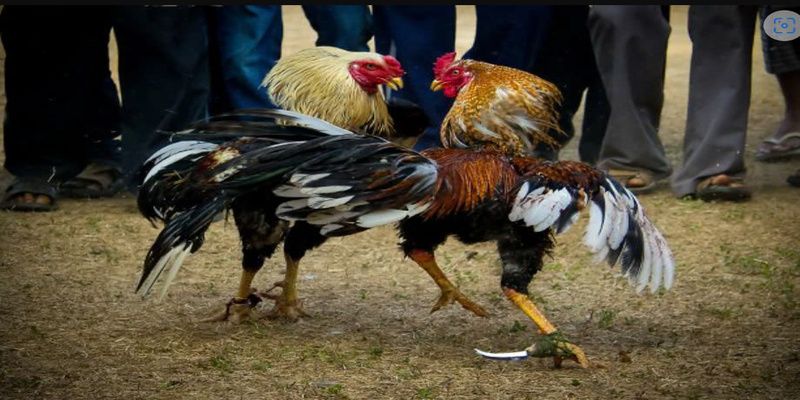 hinh-anh-da-ga-cua-dao-pg88-choi-vui-ve-khong-the-quen-nam-2025-4786-0