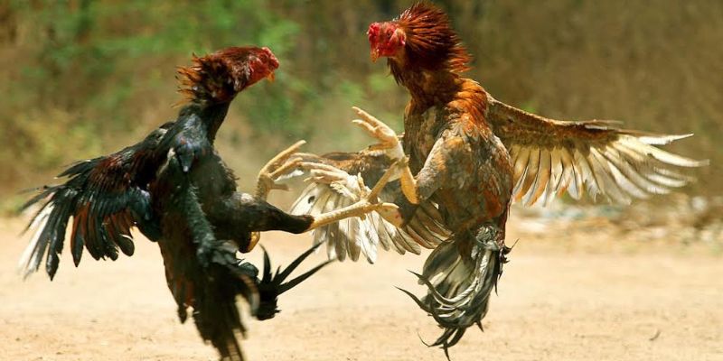 hinh-anh-luat-choi-da-ga-quy-dinh-ve-cach-chon-ga-va-trang-bi-can-thiet-cho-tran-dau-4335-2