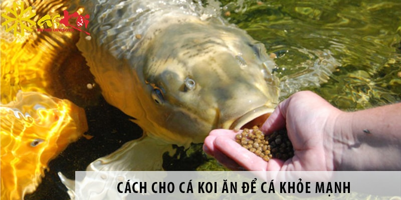 hinh-anh-thuc-an-ca-co-vay-chat-luong-giup-ca-phat-trien-toan-dien-4337-0