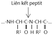 hinh-anh-bai-11-peptit-va-protein-223-0
