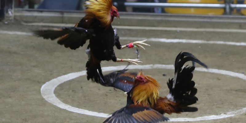 hinh-anh-thuat-ngu-da-ga-luu-y-khi-su-dung-de-tranh-nham-ln-5312-2