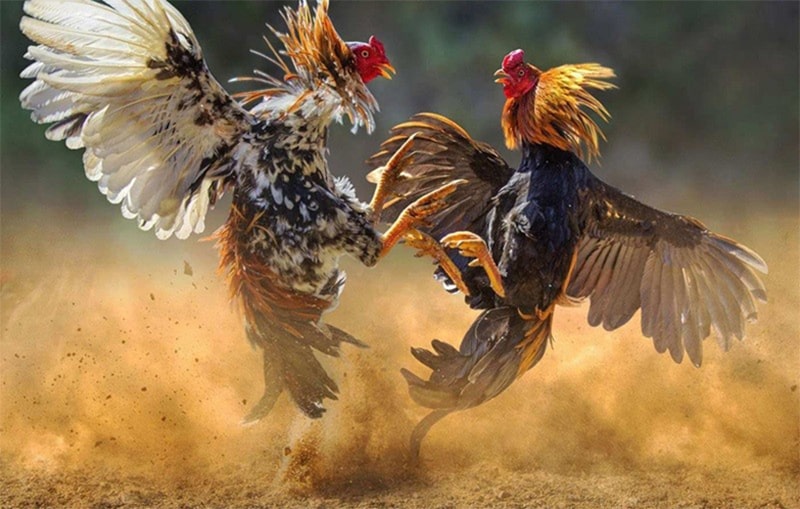 hinh-anh-da-ga-tai-8live-giai-tri-huyen-thoai-thu-nhap-trieu-do-chi-voi-mot-cu-click-4153-2