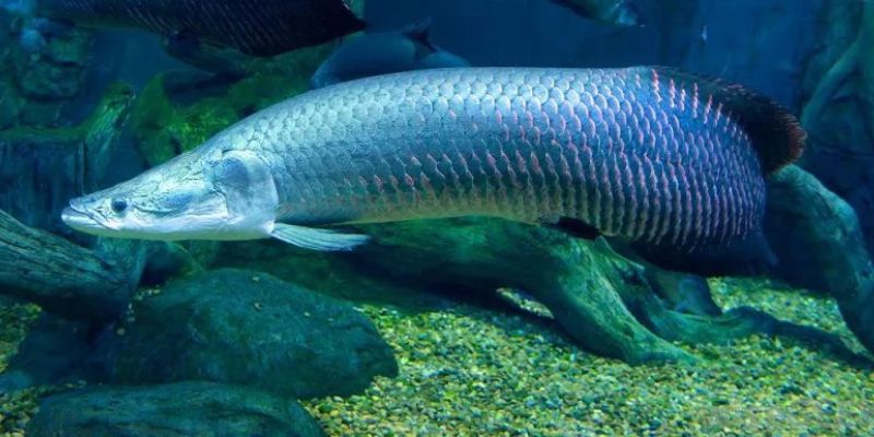 hinh-anh-cach-nuoi-ca-hai-tuong-hieu-qua-cho-nguoi-moi-bat-dau-4385-1