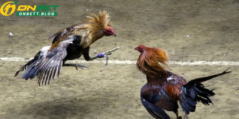 hinh-anh-da-ga-onbet-tan-huong-su-man-nhan-cua-man-so-tai-dinh-cao-4383-2