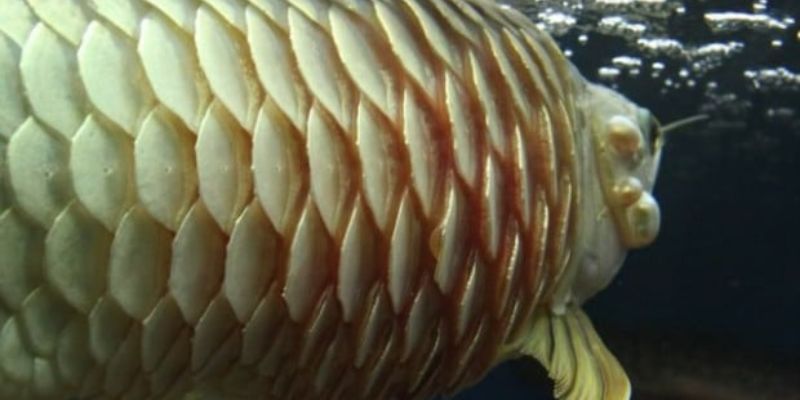 hinh-anh-cac-loai-vay-ca-va-y-nghia-trong-sinh-hoc-ln-phong-thuy-4386-1