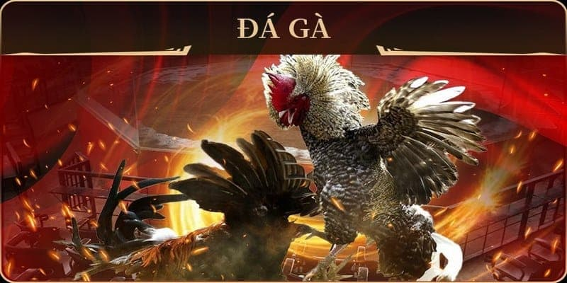 hinh-anh-da-ga-topbet--trai-nghiem-giai-tri-dinh-cao-va-co-hoi-chien-thang-lon-4951-0