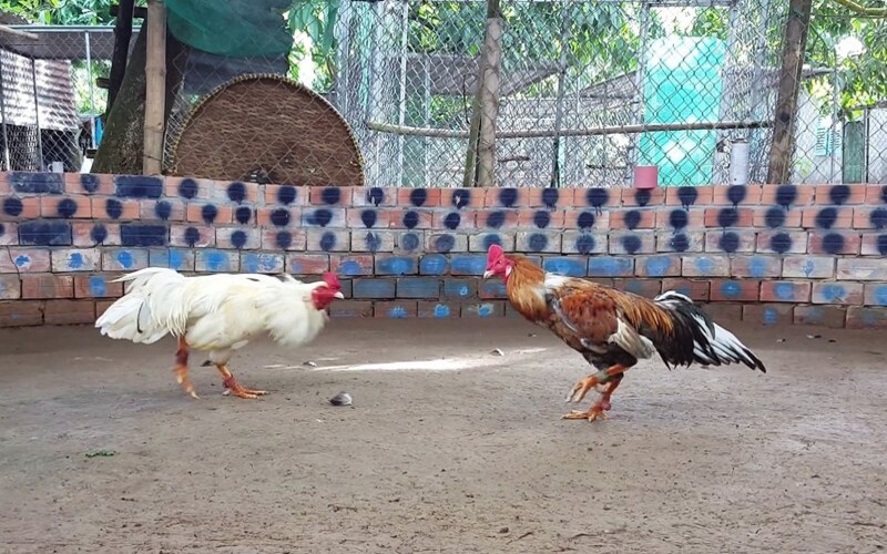 hinh-anh-so-sanh-trai-nghiem-xem-da-ga-truc-tiep-tai-soi-thomo-va-tren-ga6789--khi-truyen-thong-gap-cong-nghe-hien-dai-5212-1