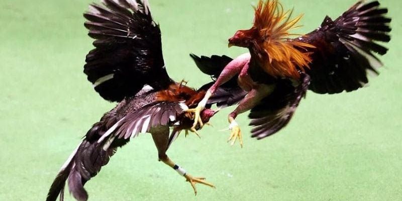 hinh-anh-da-ga-78win--san-dau-ruc-lua-cho-nhung-tin-do-mau-lua-va-chien-thuat-4095-0