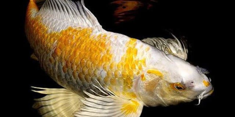 hinh-anh-cac-loai-vay-ca-va-y-nghia-trong-sinh-hoc-ln-phong-thuy-4386-2