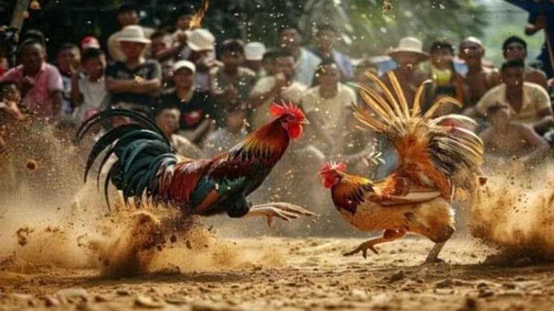 hinh-anh-da-ga-truc-tiep-toan-canh-trai-nghiem-cho-anh-em-dam-me-5480-1