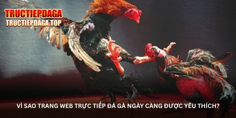 hinh-anh-da-ga-truc-tiep--khong-khi-soi-ga-chan-thuc-tung-giay-tung-phut-5488-0