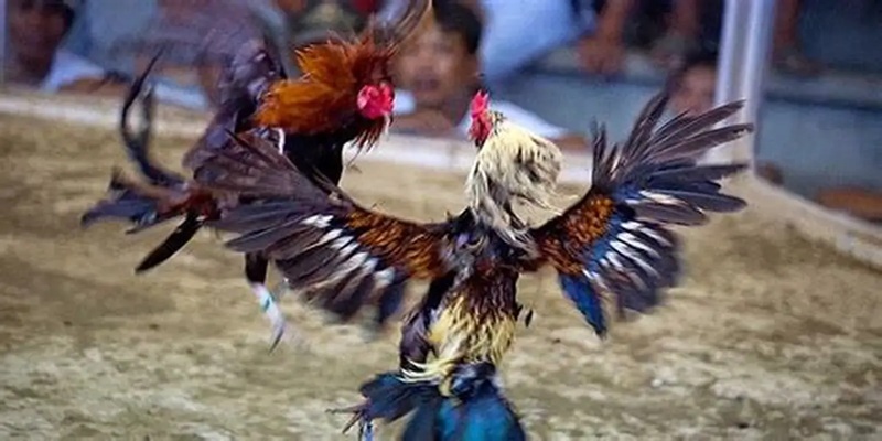 hinh-anh-the-loai-cuoc-da-ga-sv388-da-dang-thong-tin-can-biet-4967-1