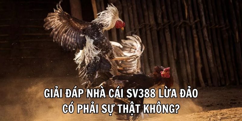 hinh-anh-sv388-co-lua-dao-khong-review-tu-nguoi-choi-thuc-te-4262-0
