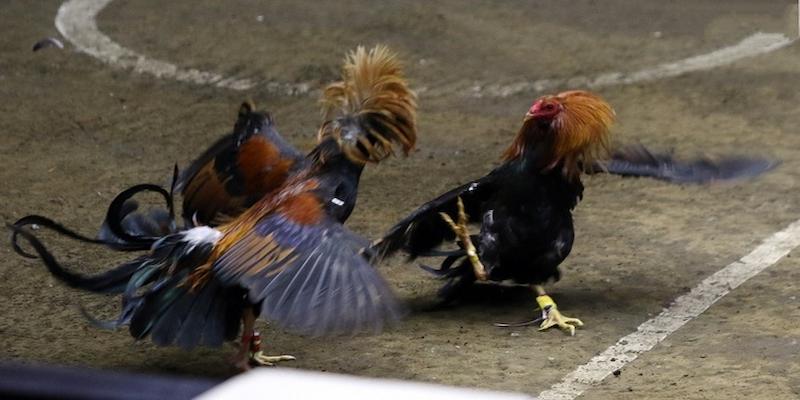 hinh-anh-chien-thuat-choi-da-ga-cua-sat-daga88-hieu-qua-nhat-5211-2