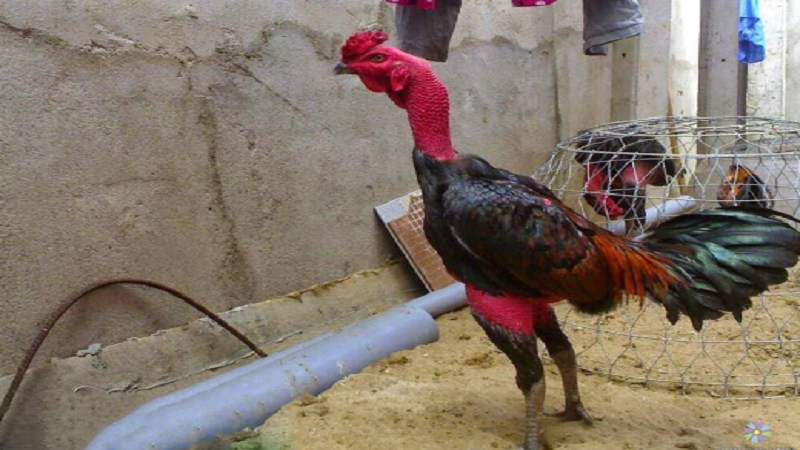 hinh-anh-nhung-chu-ga-choi-noi-tieng-kham-pha-the-gioi-chien-binh-noi-tieng-4084-0