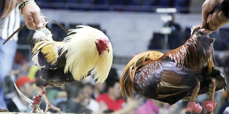 hinh-anh-da-ga-cua-dao--man-dau-huyet-chien-dinh-cao-danh-cho-nhung-trai-tim-nong-4685-2