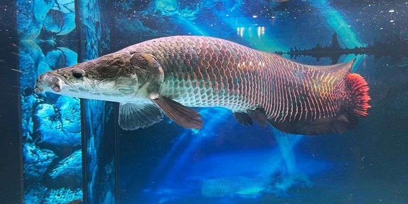 hinh-anh-cach-nuoi-ca-hai-tuong-hieu-qua-cho-nguoi-moi-bat-dau-4385-0