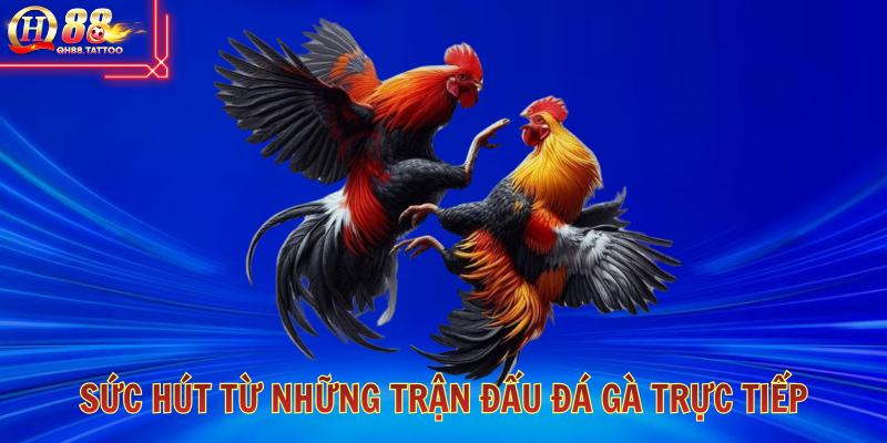 hinh-anh-da-ga-truc-tiep-thoa-man-voi-nhung-tran-dau-mau-lua-5486-0