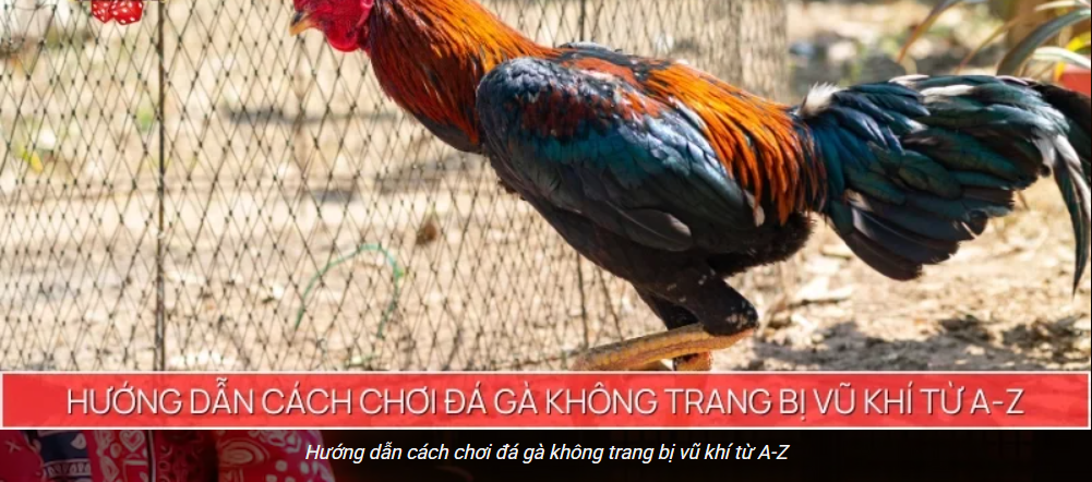 hinh-anh-da-ga-khong-cua-t88-meo-vao-keo-an-toan-gio-cao-diem-4955-0