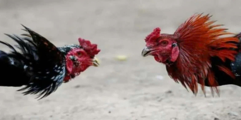 hinh-anh-da-ga-hap-dn-789bet-va-cach-cuoc-moi-nhat-nam-2025-4917-0