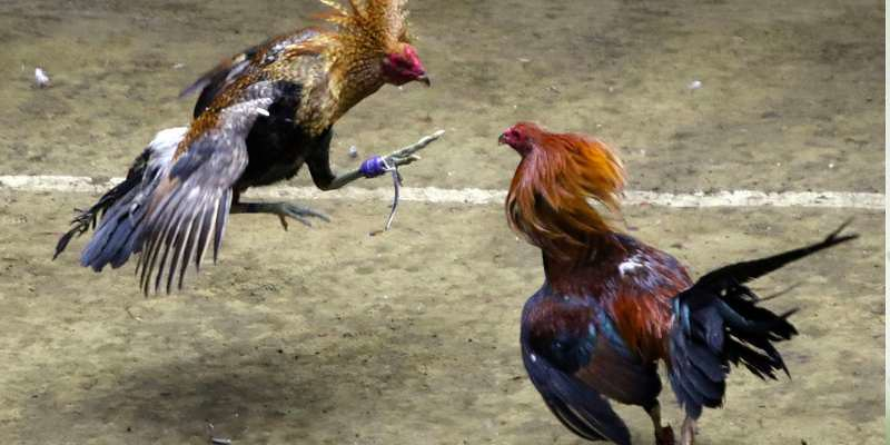 hinh-anh-da-ga-hello88--tran-chien-cua-ban-linh-va-toc-do-5081-1