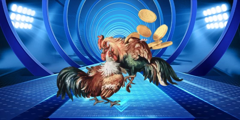 hinh-anh-so-sanh-da-ga-thomo-va-da-ga-campuchia--dau-la-su-lua-chon-tot-nhat-4628-2