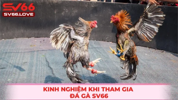 hinh-anh-da-ga-sv66--trai-nghiem-truong-ga-that-ngay-tren-man-hinh-4654-2