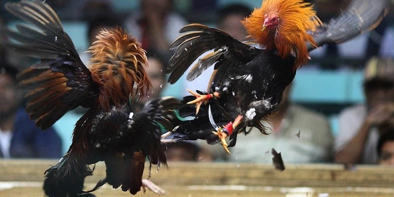 hinh-anh-da-ga-cua-dao--man-dau-huyet-chien-dinh-cao-danh-cho-nhung-trai-tim-nong-4685-1