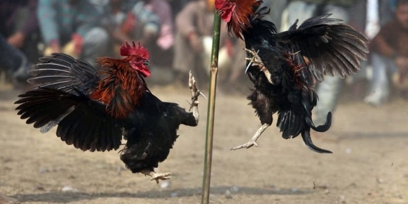 hinh-anh-da-ga-cua-dao--man-dau-huyet-chien-dinh-cao-danh-cho-nhung-trai-tim-nong-4685-0