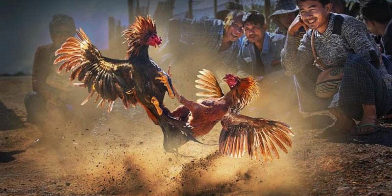 hinh-anh-luat-choi-da-ga-cac-quy-dinh-ve-trang-phuc-va-dung-cu-thi-dau-4390-0