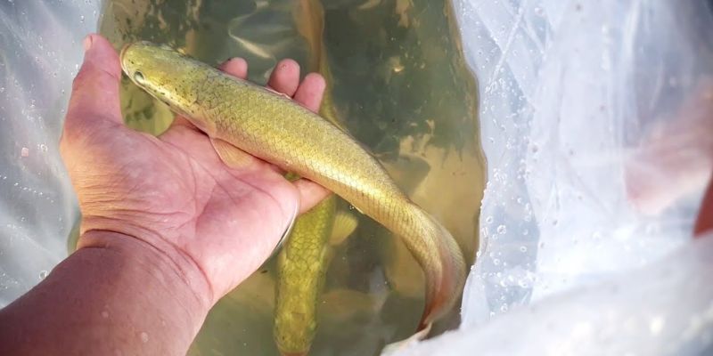 hinh-anh-cach-nuoi-ca-hai-tuong-hieu-qua-cho-nguoi-moi-bat-dau-4385-2