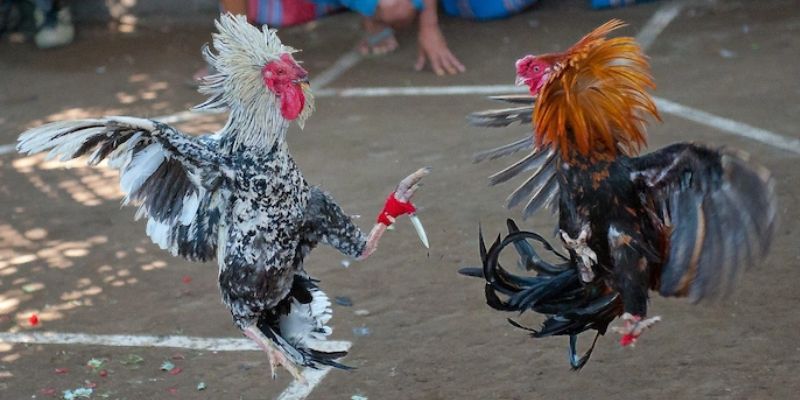 hinh-anh-chien-thuat-choi-da-ga-cua-sat-daga88-hieu-qua-nhat-5211-1