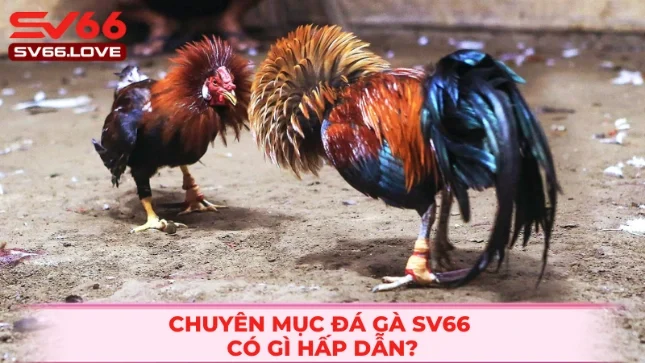 hinh-anh-da-ga-sv66--trai-nghiem-truong-ga-that-ngay-tren-man-hinh-4654-0