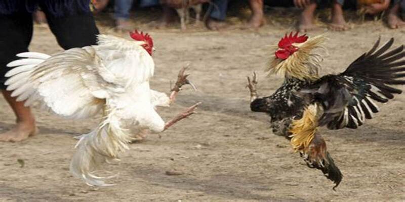 hinh-anh-da-ga-cua-dao-pg88-choi-vui-ve-khong-the-quen-nam-2025-4786-2