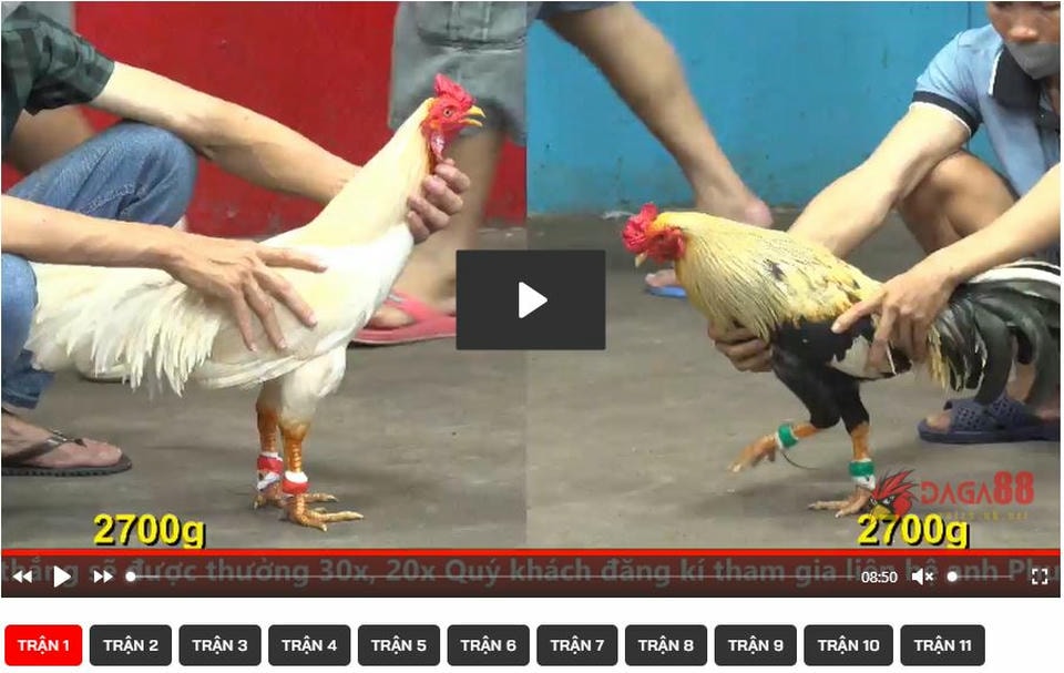 hinh-anh-xem-da-ga-online-thomo-mien-phi-moi-ngay-tai-daga88-4201-1